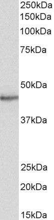 Goat Anti-STAP2 / BKS Antibody
