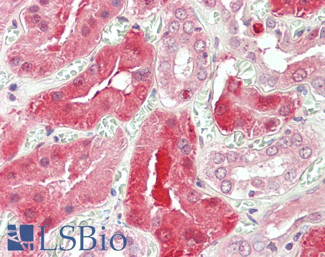 Goat Anti-STAT3 Antibody