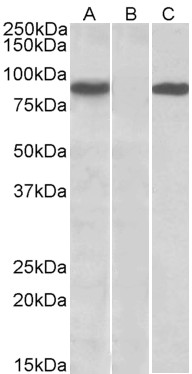 Goat Anti-STAT4 (aa 369-383) Antibody