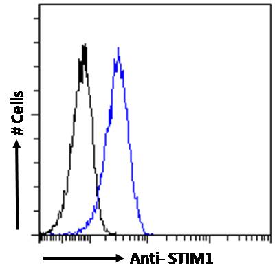 Goat Anti-STIM1 Antibody
