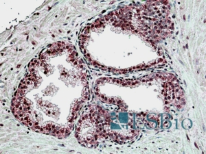 Goat Anti-SUFU Antibody