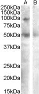 Goat Anti-SULF2 Antibody