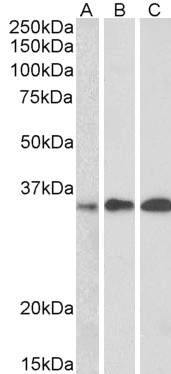 Goat Anti-Swiprosin 1 / EFHD2 Antibody