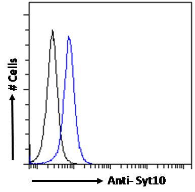 Goat Anti-Synaptotagmin-10 (mouse) Antibody