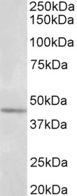 Goat Anti-Synaptotagmin-5 (aa 80-93) Antibody