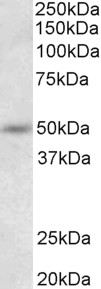 Goat Anti-Synaptotagmin-9 Antibody