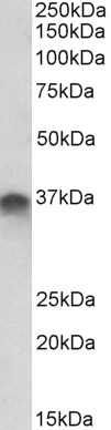 Goat Anti-syntaxin 11 Antibody
