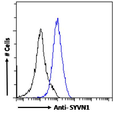 Goat Anti-SYVN1 Antibody