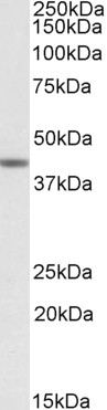 Goat Anti-TAF7L Antibody