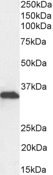 Goat Anti-TAF8 / TAFII43 Antibody