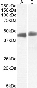 Goat Anti-TDP-43 Antibody