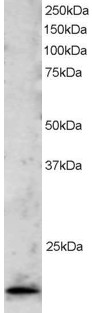 Goat Anti-TBPL1 / TLF / TRF2 Antibody