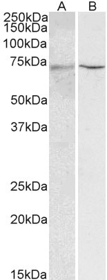 Goat Anti-HNF1A Antibody