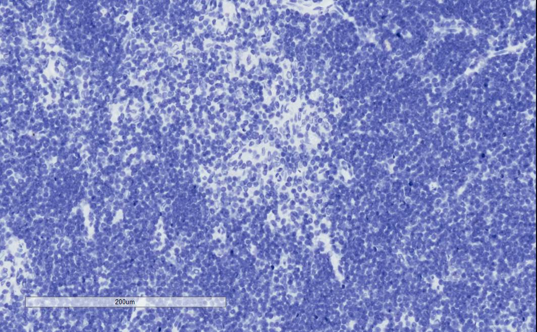 Goat Anti-Tcfec (mouse) Antibody