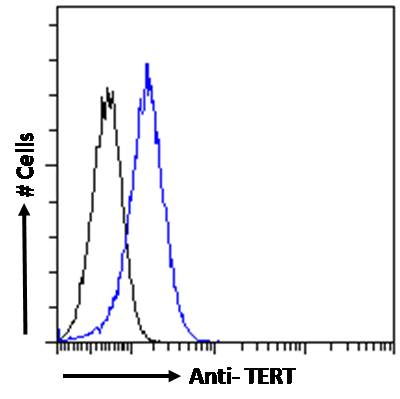 Goat Anti-TERT (aa597-611) Antibody
