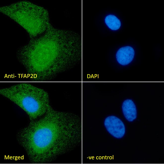 Goat Anti-TFAP2D Antibody