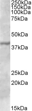 Goat Anti-TFB1M Antibody