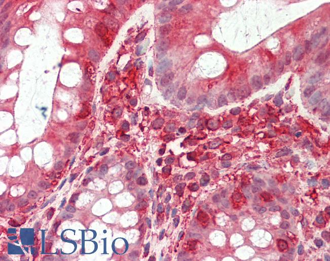 Goat Anti-TFB2M Antibody