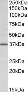 Goat Anti-Tfb2m (mouse) Antibody