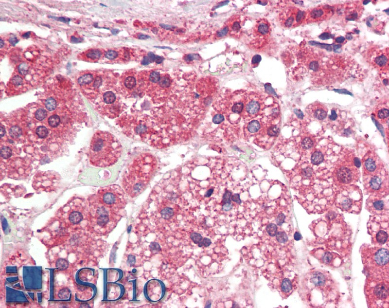 Goat Anti-TGFBR1 (aa50-63) Antibody