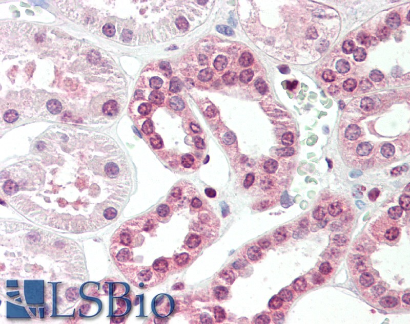 Goat Anti-TGM7 Antibody