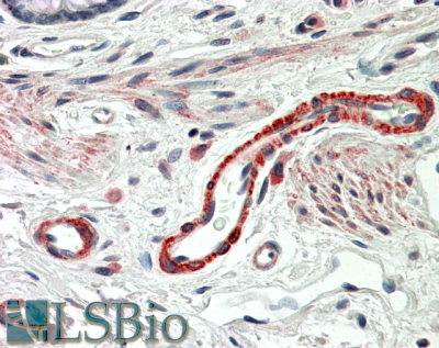 Goat Anti-THBS3 Antibody