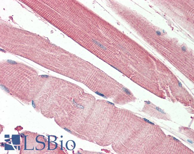 Goat Anti-THNSL2 (aa192-204) Antibody