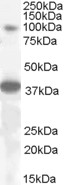 Goat Anti-THRAP4 / MED24 Antibody