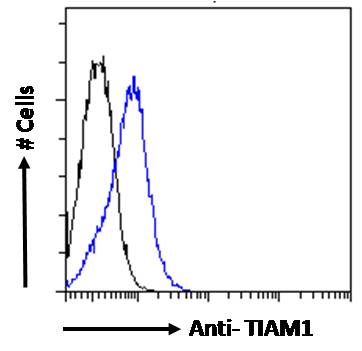 Goat Anti-TIAM1 Antibody