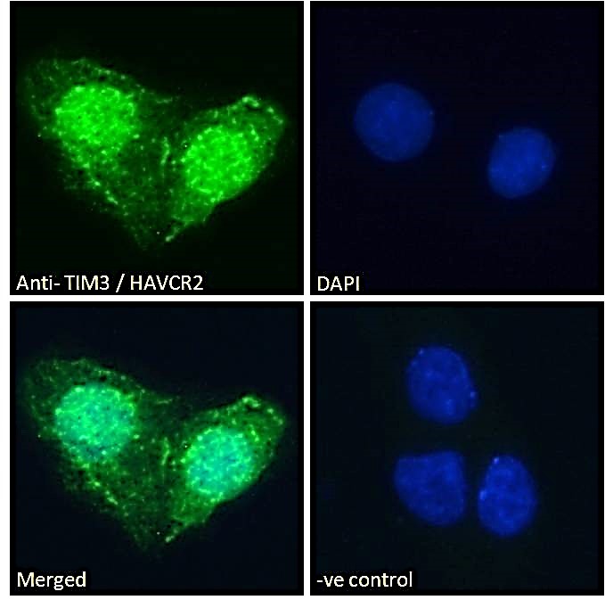Goat Anti-TIM3 / HAVCR2 Antibody