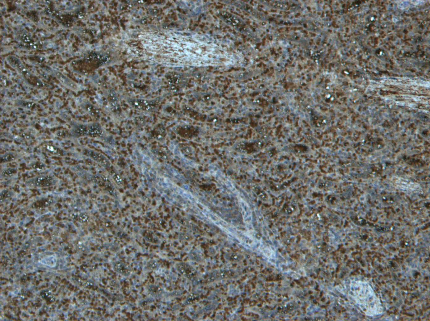 Goat Anti-TLR4 / CD284 Antibody