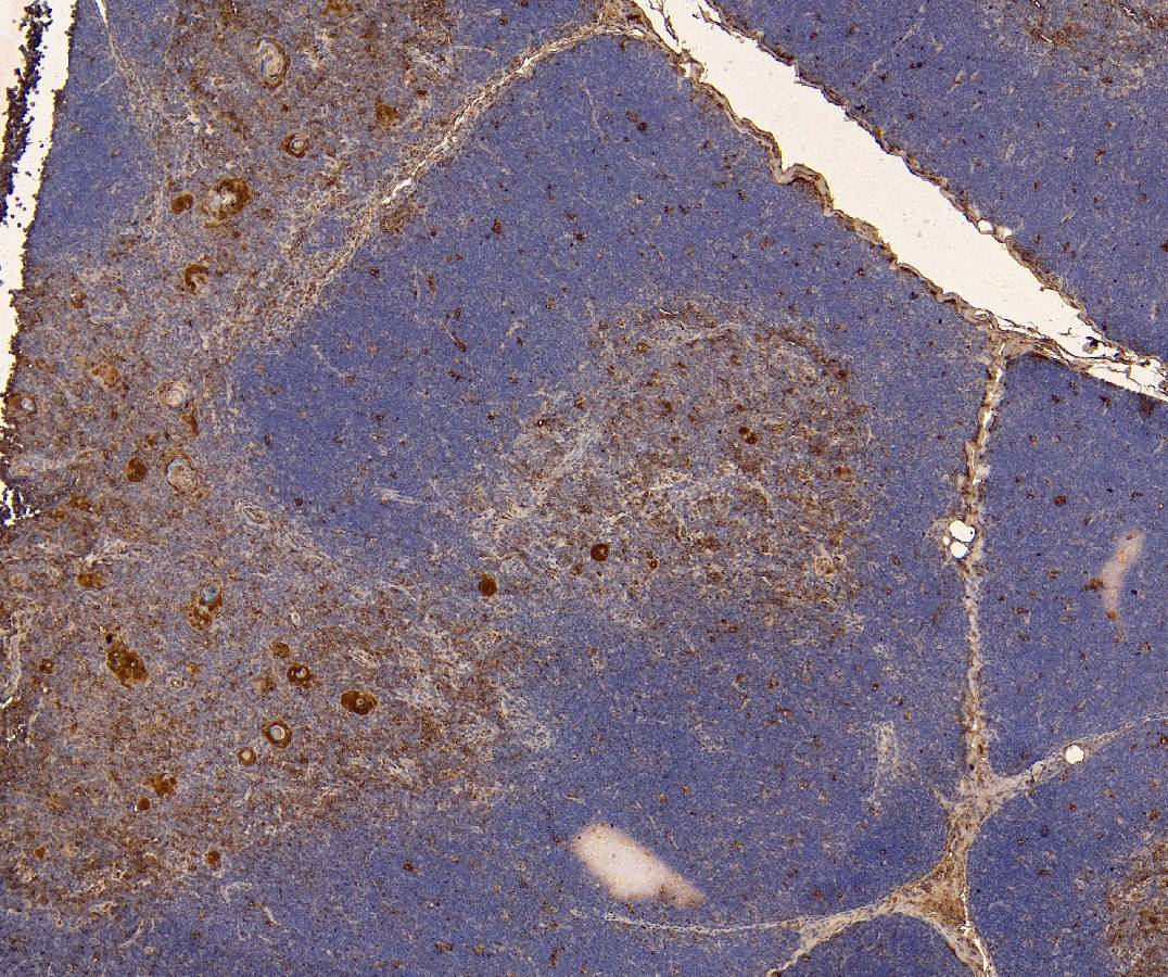 Goat Anti-TLR7 Antibody