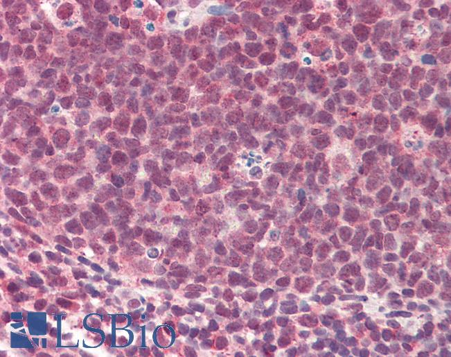 Goat Anti-TMEM205 (aa142-151) Antibody