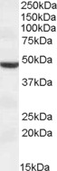 Goat Anti-TMPRSS4 (aa245-57) Antibody