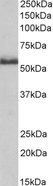 Goat Anti-TNF-R-II / TNFR2 (mouse) Antibody