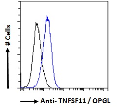 Goat Anti-TNFSF11 / OPGL Antibody