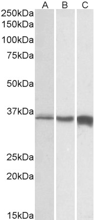 Goat Anti-TNNT3, Biotinylated Antibody