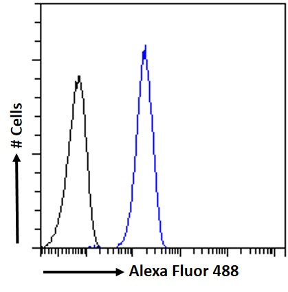 Goat Anti-TOM1L1 / SRCASM Antibody