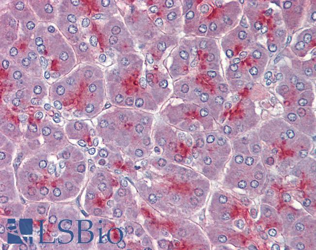 Goat Anti-TPCN2 Antibody