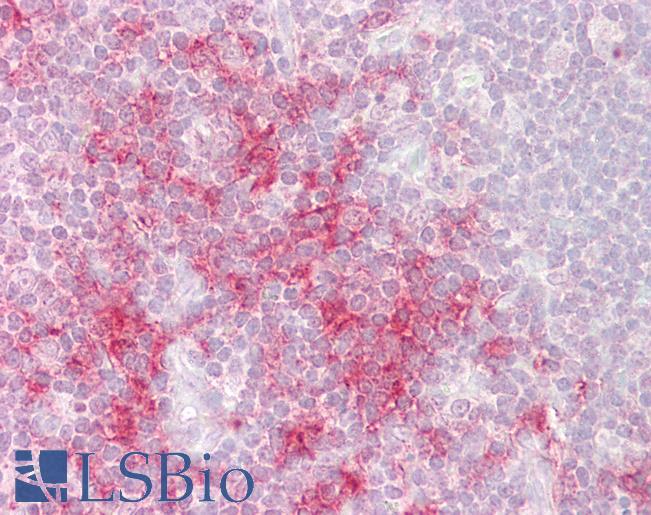 Goat Anti-TRAF1 Antibody