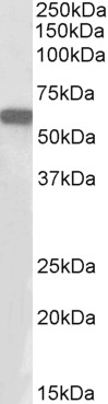 Goat Anti-Transcription factor E2F1 (aa314-327) Antibody