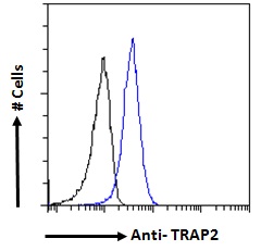 Goat Anti-TRAP2 / Proteasome subunit 26S Antibody