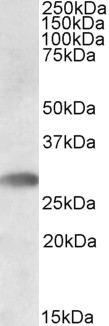 Goat Anti-TREML1 Antibody
