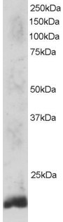 Goat Anti-TRF4-2 / PAPD5 Antibody