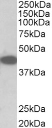 Goat Anti-Trib1 (mouse) (aa304-317) Antibody