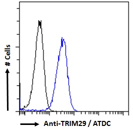 Goat Anti-TRIM29 / ATDC Antibody