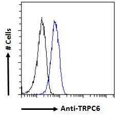 Goat Anti-TRPC6 Antibody