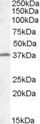 Goat Anti-TSGA2 Antibody