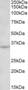Goat Anti-TSPAN5 / NET-4 Antibody