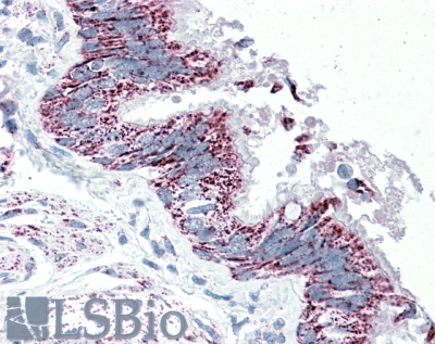 Goat Anti-TTLL4 Antibody